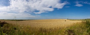 champ-de-blé-en-Ukraine _ photo Raimond Spekking