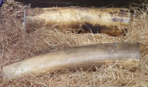 Trois tonnes d’ivoires saisis sont détruites à Paris