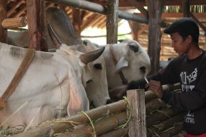 cattle-784320_640_photo_mufidpwt