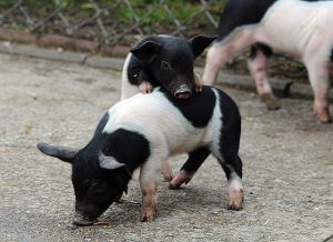 german-saddle-pigs-685667_640_FraukeFeind