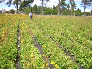 recoltes-fruits-et-legumes