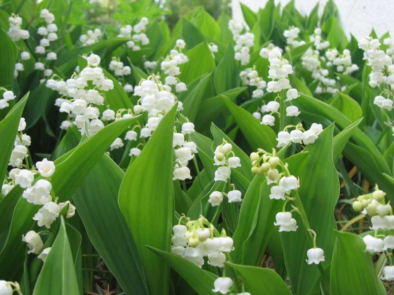 Premier mai : le muguet lucratif