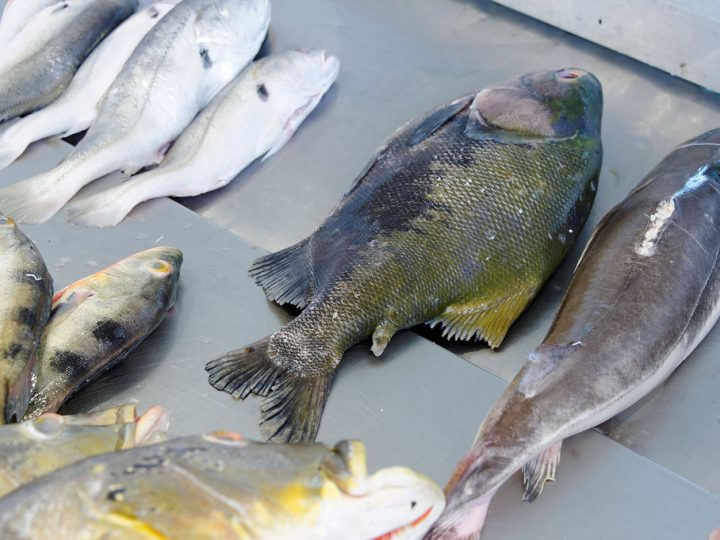 Bruxelles autorise les farines animales pour les poissons