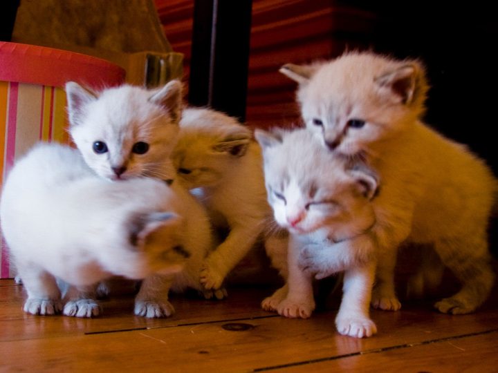 Les animaux de compagnie : un marché florissant