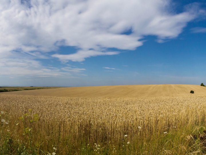 L’Ukraine, puissance agricole au futur encore incertain