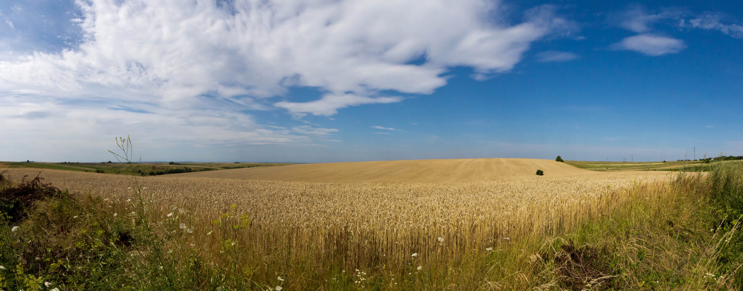 L’Ukraine, puissance agricole au futur encore incertain