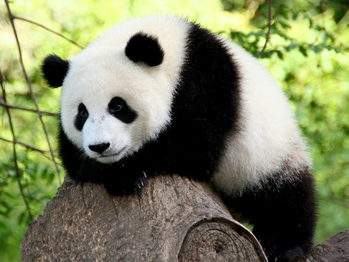 Zoo de Beauval : les dessous du business du panda