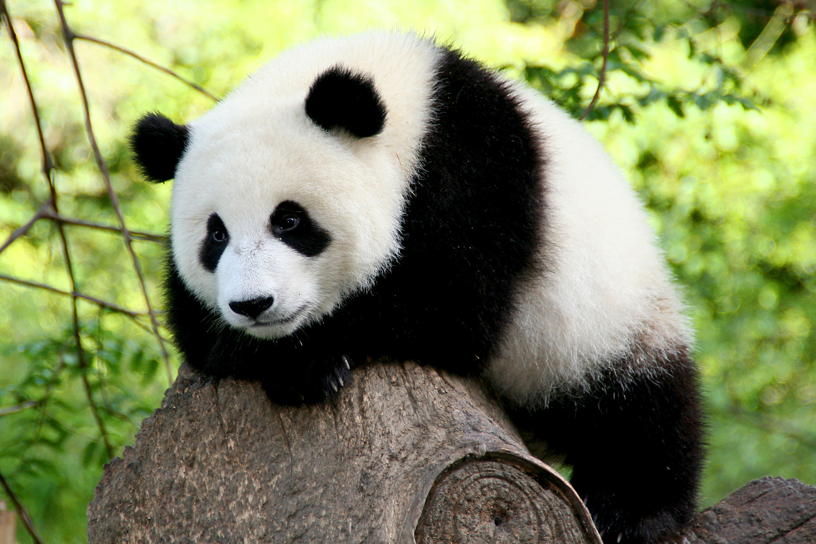 Zoo de Beauval : les dessous du business du panda