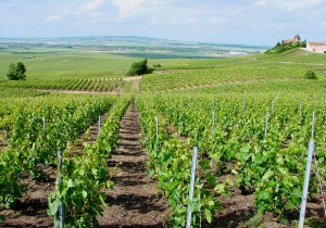 Vignobles bordelais grêle