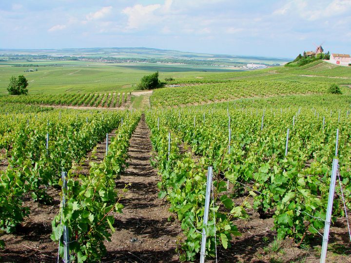 Vignobles bordelais grêle