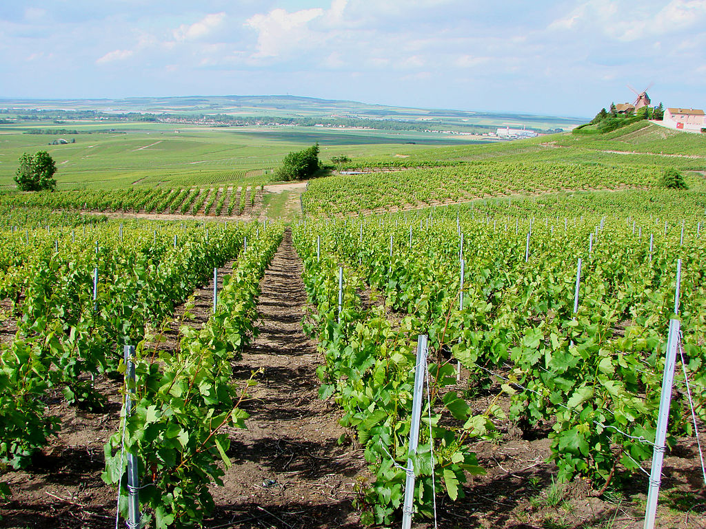 La production du vin français se porte bien en 2013