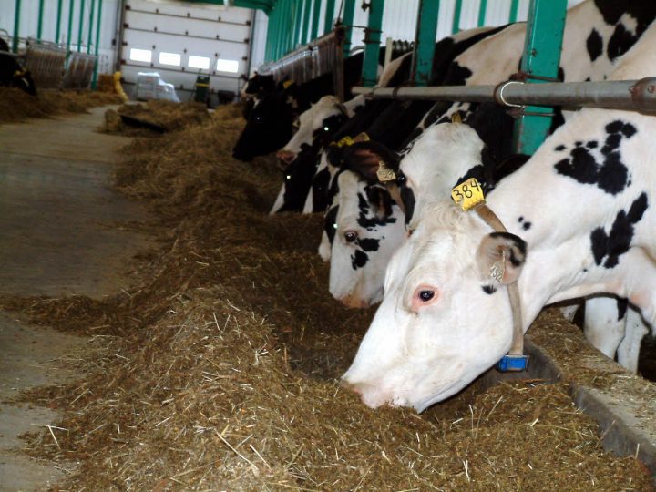 Pour les laitiers français, le prix du lait n’est pas le « juste prix »
