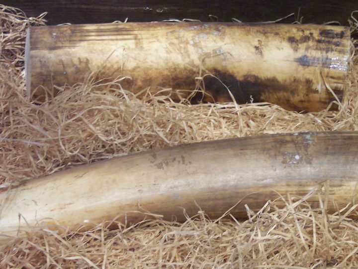 Trois tonnes d’ivoires saisis sont détruites à Paris