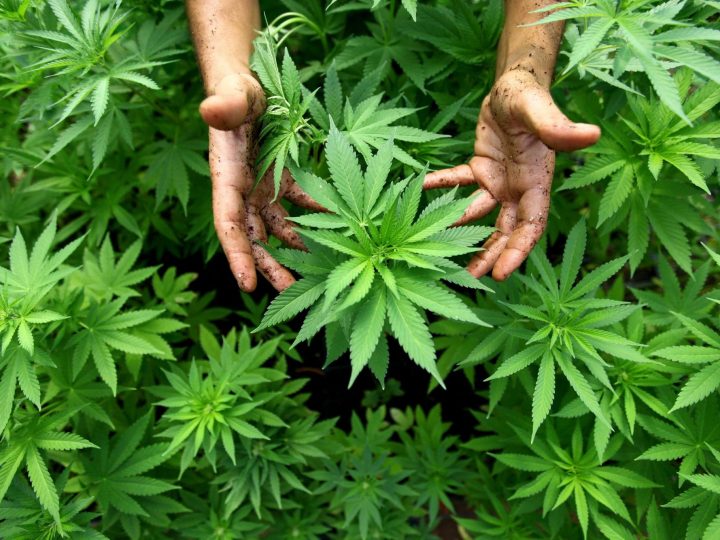 42,7 tonnes de cannabis saisi à Méditerranée