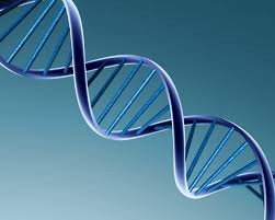Notre espérance de vie révélée par les ADN