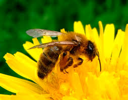 Une loi antipesticide en France pour la survie des abeilles