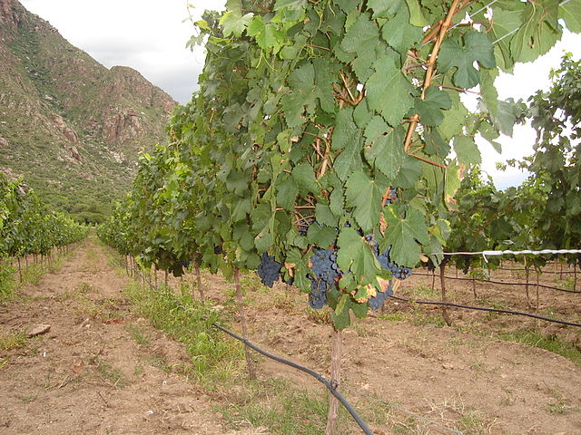 Israël : un vignoble qui retrouve sa splendeur d’antan