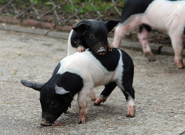 Crise du porc: deux gros industriels boudent les ventes