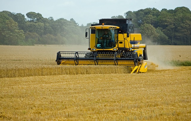 Agriculture: une récolte record de blé cet été