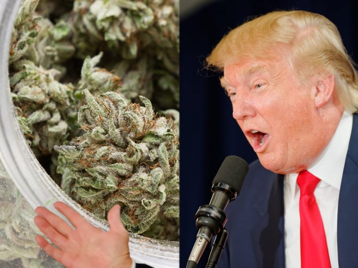 USA : l’administration Trump inquiète l’industrie du cannabis