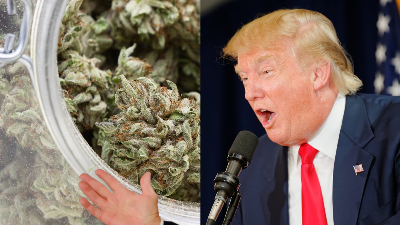 USA : l’administration Trump inquiète l’industrie du cannabis