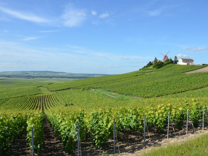 France Production viticole 2017