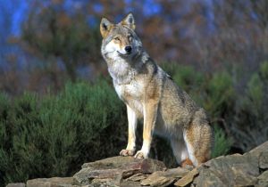 Loup Drôme Danger Élevages