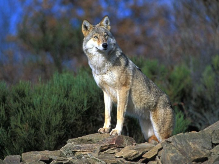 Loup Drôme Danger Élevages