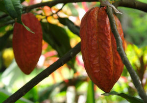 Cacao-Ghana-Cote-d'-ivoire