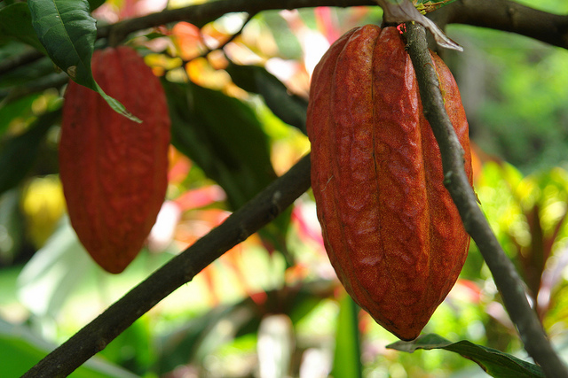 Cacao-Ghana-Cote-d'-ivoire