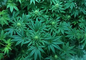 Cannabis thérapeutique Liban