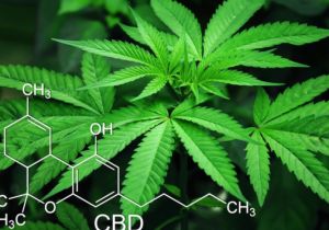 Cannabis