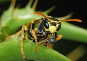 Insecte
