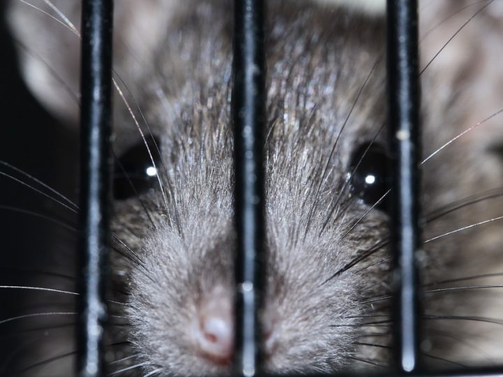 Paris : un maire d’arrondissement crée une plateforme anti-rats