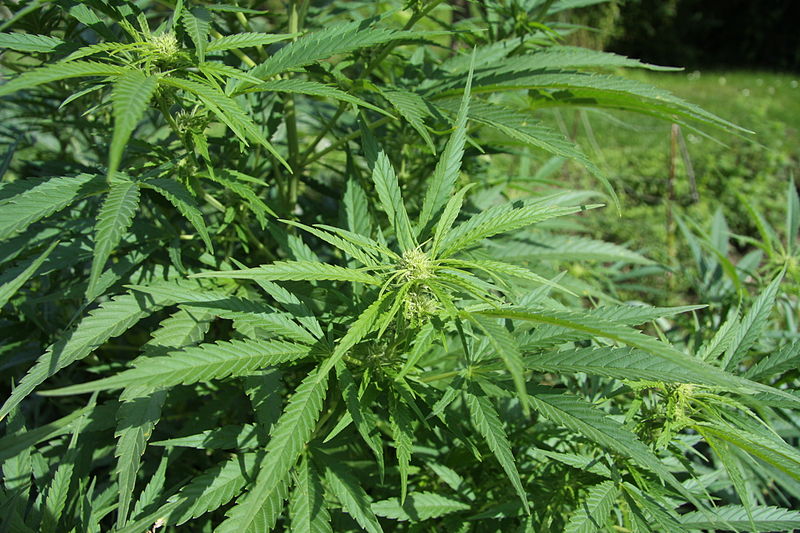 L’Hémicycle autorise l’expérimentation du cannabis thérapeutique durant deux ans