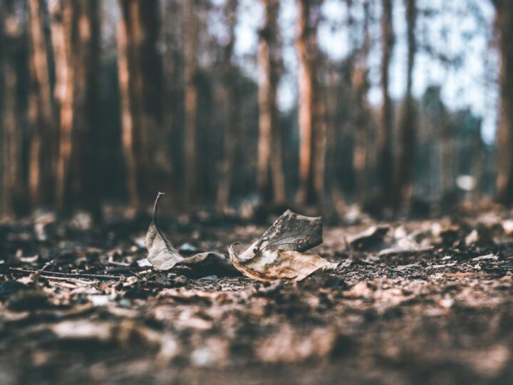 incendies-pertes-economiques-forêt