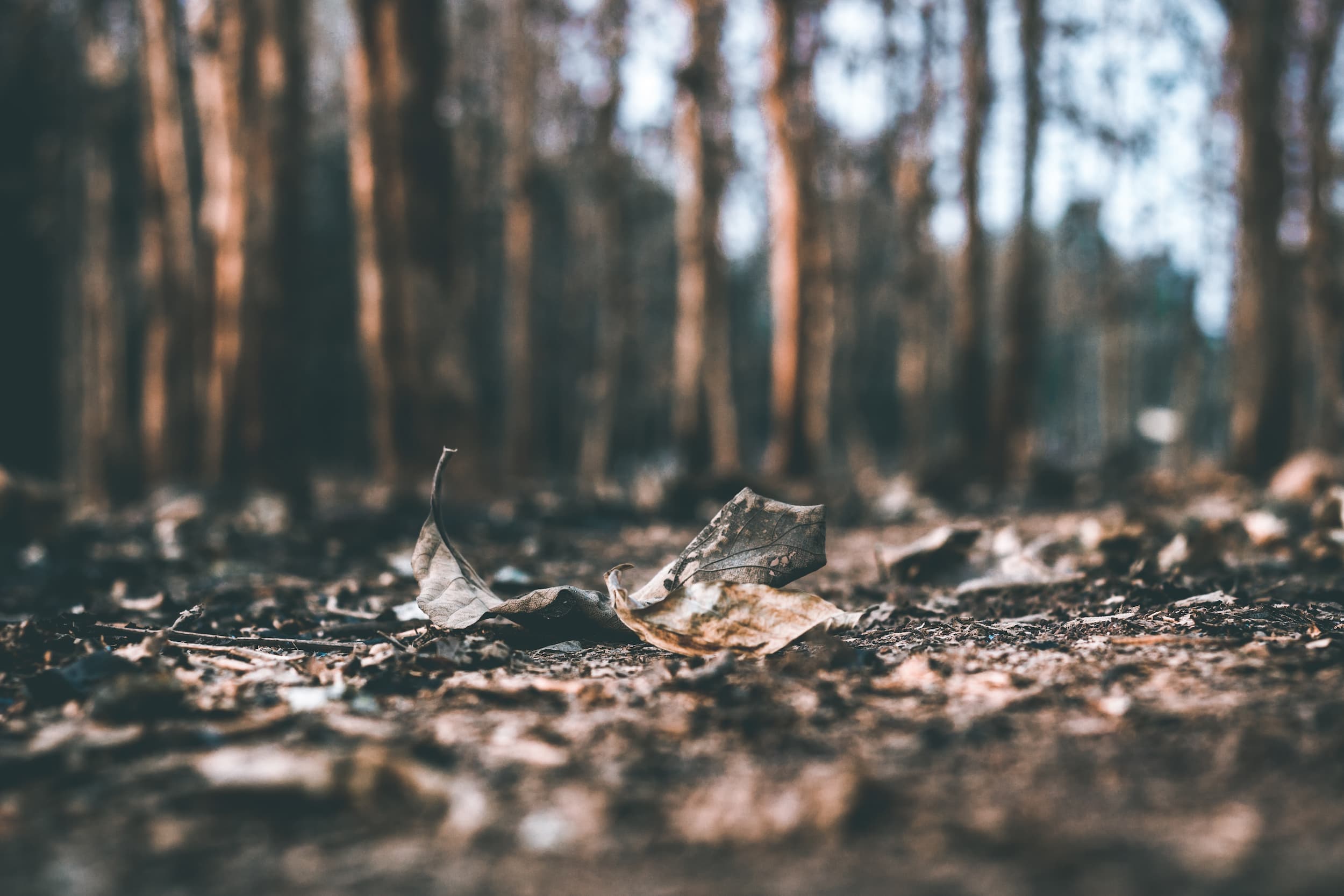 Feux de forêt : le lourd tribut des forestiers